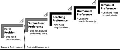 Developmental cascades as a framework for primate handedness